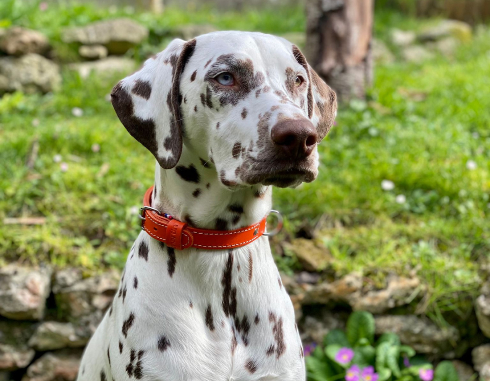Des Promenades Sûres
& Stylées avec la Sellerie cuir