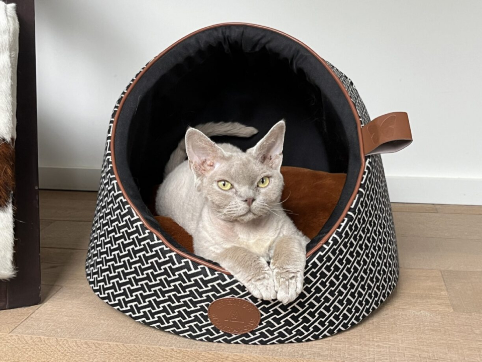 Des Promenades Sûres
& Stylées avec la Sellerie cuir