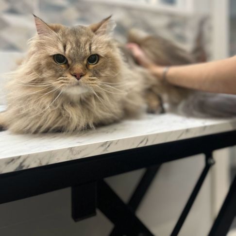 Matériel de toilettage