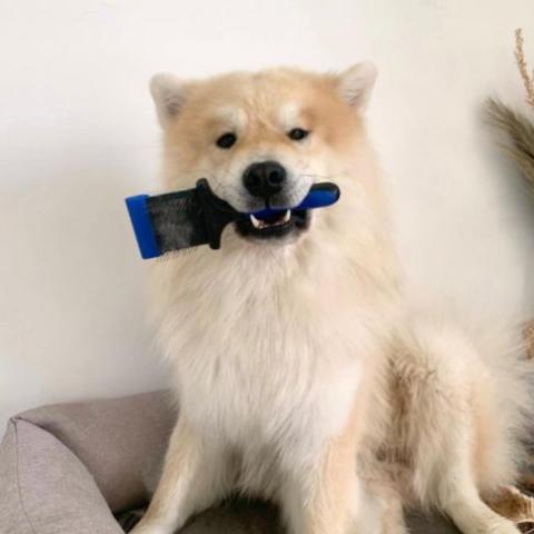 comment-bien-brosser-mon-chien