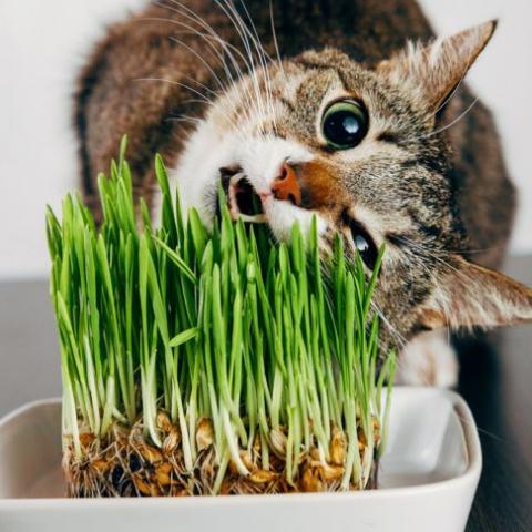 a-quoi-sert-l-herbe-a-chat